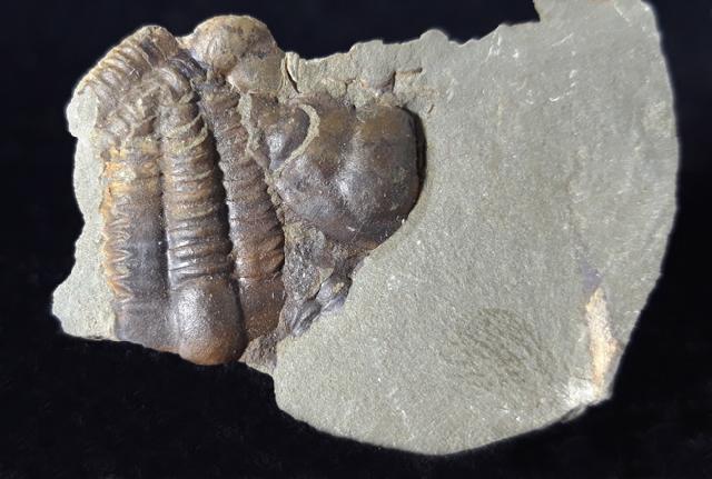 Ellipsocephalus hoffi (SCHLOTHEIM 1823) - Bild © FossNet FossilienStore